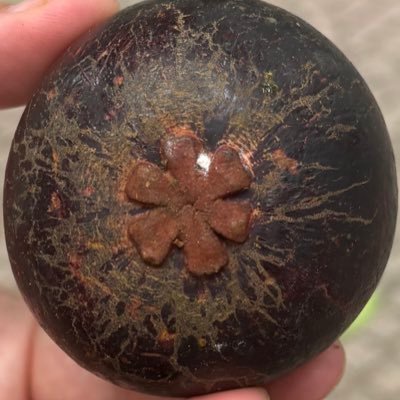 02。たもさんです。京都の友達増やしたい。韓国人とフィリピン人から生まれた日本人。左京区から出られない。きのこの高校同期。アイコンはマンゴスチンのおしり。