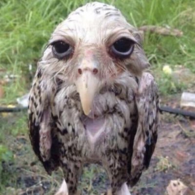 _yourpalmarc's profile picture. professional retard