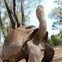 Rory Wilson (@rorcilson) 's Twitter Profile