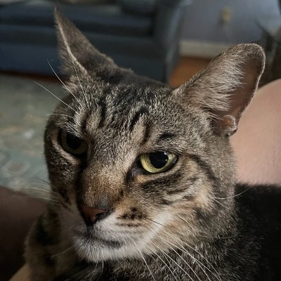 Catturd_PM
