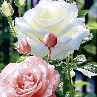 YadisValenzuela's profile picture. SIEMPRE DE PIE!  DE RODILLAS SOLO ANTE DIOS!