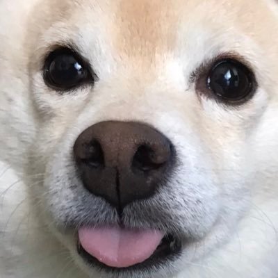 momonjiya's profile picture. 2017年生まれの白柴、哮天と親方のトリオです。 在宅イラストレーター目指す為、クラウドワークスに登録中。IDは3359453 です。LINEスタンプ販売中。 https://t.co/1Mr5tdNphq