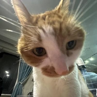 Rosetta0203's profile picture. 