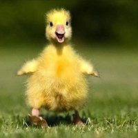 remigrationenthusiast (@oracleofeurope) 's Twitter Profile