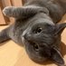 猫多識 (@boy_studio00) Twitter profile photo 猫多識 (@boy_studio00) Twitter profile photo