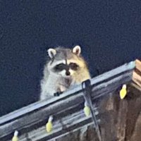 🗑️🍊 (@dumpsterorange) 's Twitter Profile