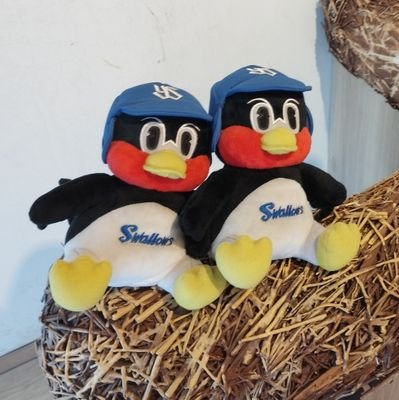 odorikoa5c6's profile picture. 北海道大学水産学部海洋生物科学科2年
北の国でスワローズ応援しながらのんびり過ごす大学生。