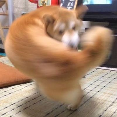 cfHPaCNvlrvLPCB's profile picture. イッヌ好き