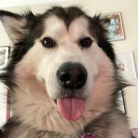 Johnson (@uggh_61) 's Twitter Profile Photo