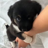 puppy (@w4st3pvp) 's Twitter Profile