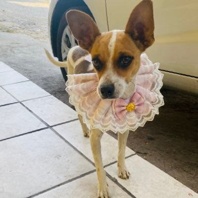 Cantante, Ex periodista. Amor perruno 🐾 Tapatío.