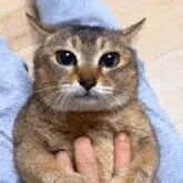 muffstor's profile picture. tole tole.