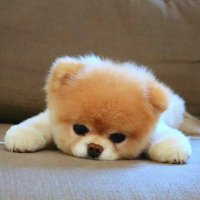 COZY (@cozydogcoin) 's Twitter Profile Photo COZY (@cozydogcoin) 's Twitter Profile Photo