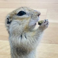 そよかぜ (@tsoryoakaizen) 's Twitter Profile