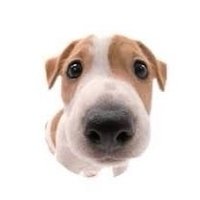 roro (@potachippu) 's Twitter Profile