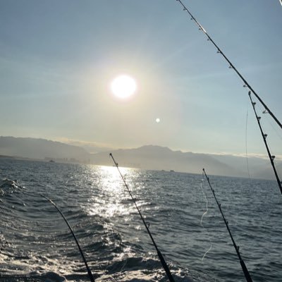 dredi559's profile picture. 