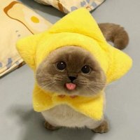 Lukas (@frycookvc) 's Twitter Profile Photo