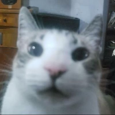 lokddleston's profile picture. renegando con la vida y comiendo ravioles