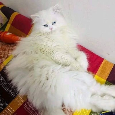 IMRAN8856067449's profile picture. 