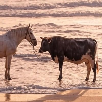 我们的口号是:努力建设牛马,早日摆脱牛马生活 $BullHorse 0x78b87b9bf409b6aa7611d1fd11f5f37d6cf14444