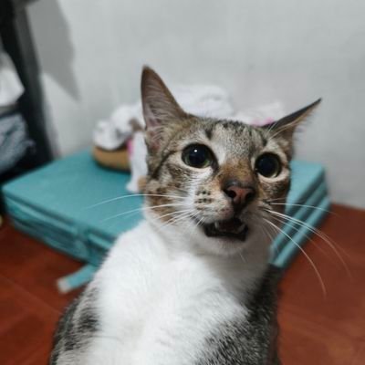 0xMobiano's profile picture. https://t.co/GgmQM2u7UM

#AIRDROP
#TESTNET
#P2E
#P2A
#CryptoBasurero
#SLNS