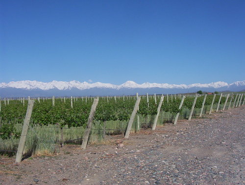 mendozainvertir's profile picture. Invierta en Mendoza, las mejores fincas y campos en produccion.100% de seguridad en su inversion y en la seguridad de su flia, llamenos 02625425342.