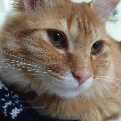 Nadesiko27's profile picture. 夫とニャン（11才、女子）との3人暮らし。ぐらんま。日々ワクワク❣️OSK🌸💕