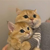 Ann🩵😾🌼 (@sasitorn_tk21) 's Twitter Profile