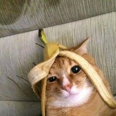 katekate513's profile picture. 조용히 구독만 할게옹 냥