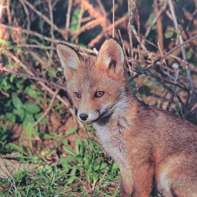 lunephy's profile picture. 