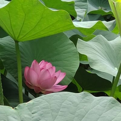 劇団四季アカ予定。小さい頃から観劇好き。30↑
四季会員。
好き:鐘*JCS*ゴスレ と言いつつ全部好き。アイーダと異国の丘を生で観てみたい。
人の顔の判別苦手の民のためどちらかというと作品主義。最寄の劇場は名古屋。
現在ゴスレにハマってます。よろしくお願いします。
本体はこっち:fbrj1991