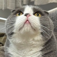 すなぎも (@sunagimo_0117) 's Twitter Profile