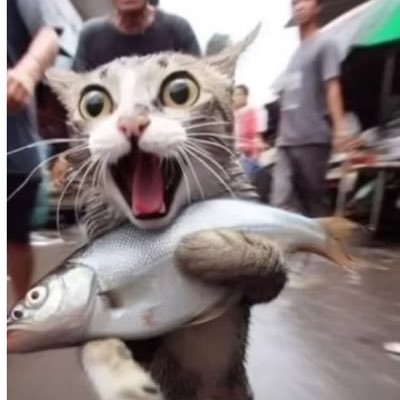 ShitPoster| 🤖Test00r | ZKHead | N00b Node Operator