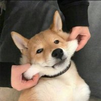 麦兜 (@accfyc) 's Twitter Profile