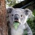 🐨코알라🐨 (@dorytossy) Twitter profile photo 🐨코알라🐨 (@dorytossy) Twitter profile photo