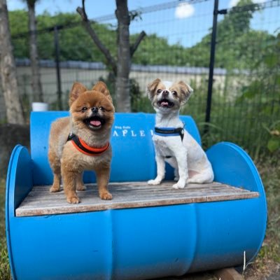 🐶 MIX犬マロ&ポメラニアンのポン 🎥 ゆるっと日常☘️ #マロポンsLog で検索✨ 📮フォローやいいね👍大歓迎&🐶#犬好きさんと繋がりたい 🐾YouTubeはリンクからどうぞ🔗
