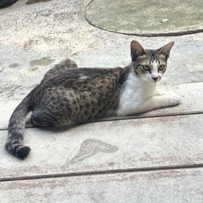 Tulipslovely's profile picture. i know you're stalking my account, so stop now.