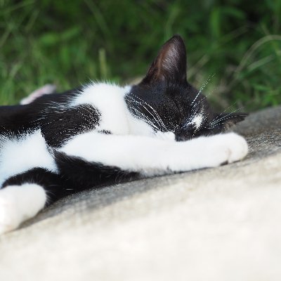 動物/自然/建造物/かめら