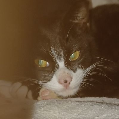 to_oru_12415's profile picture. BLが俺の生きる糧。