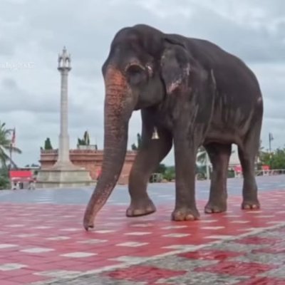 elephantmadhuri's profile picture. 