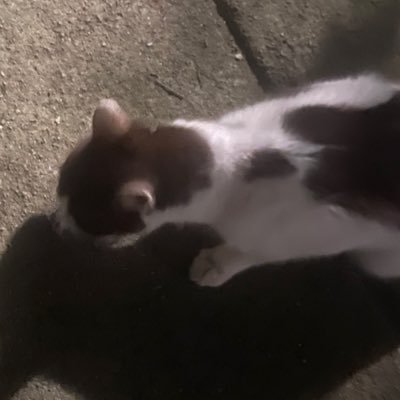 hello❣️ 好き💕→タコピ&鬼滅&ゲームなら色々してる🎮!! 本も読んでますよー📚マリカーのフレンド募集中です♪あとスタレと原神とシャドバ セカオワ