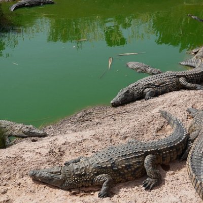 chudai_jav_rppi's profile picture. 