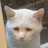 der1lein's profile image