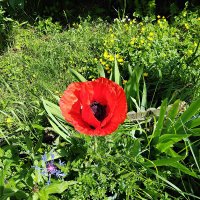 foulées vignobles (@ffoulees2025) 's Twitter Profile Photo