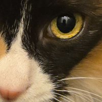 Arendhal (@arendhal0) 's Twitter Profile