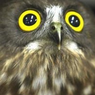 QuasiRendezvous's profile picture. 