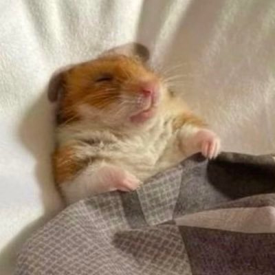 💤