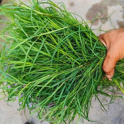 grass toucher Profile