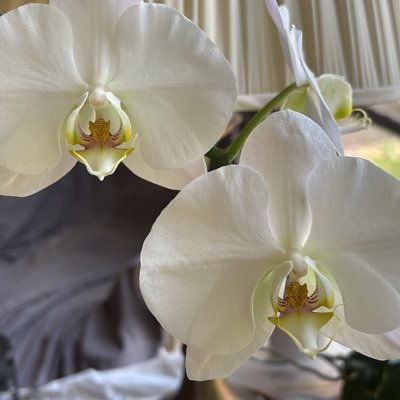 OrchidNan185685's profile picture. 