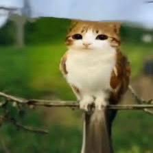 jiraikeo's profile picture. 19+y/o( i am NOT updating my age),she/her,DNI zionists,lolicons and basic block list peoples (you know who you are) , autism creature, prismo enthusiast